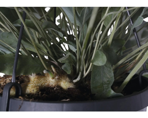 Gros plan d''une plante suspendue artificielle dans un pot