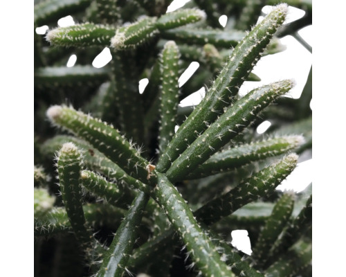 Gros plan d''un cactus Rhipsalis avec de petites épines