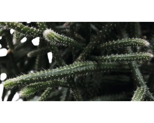 Gros plan d''un cactus avec des épines