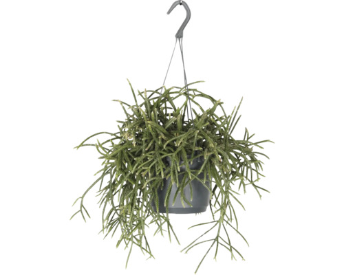 Korallenkaktus Ampel FloraSelf Rhipsalis baccifera horrida Ø 17 cm Ampeltopf Hängepflanze in einem Topf mit Haken