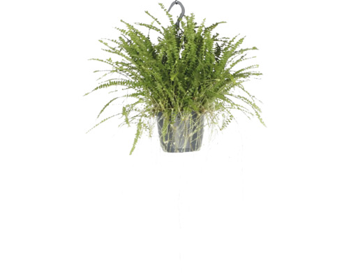 Lockiger Farn, Schwertfarn Ampel FloraSelf Nephrolepis 'Duffii' Ø 17 cm Ampeltopf Hängepflanze mit grünen Blättern in einem Topf mit Aufhänger