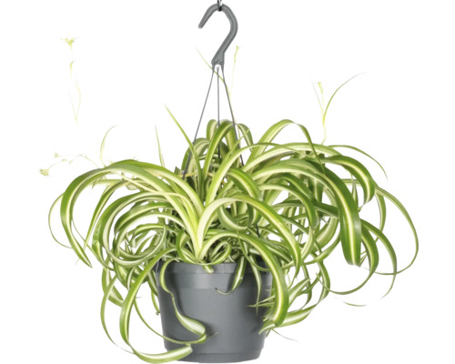 Phalangère suspension FloraSelf Chlorophytum comosum 'Bonnie' suspension Ø 17 cm Plante suspendue avec des feuilles vertes et blanches en pot