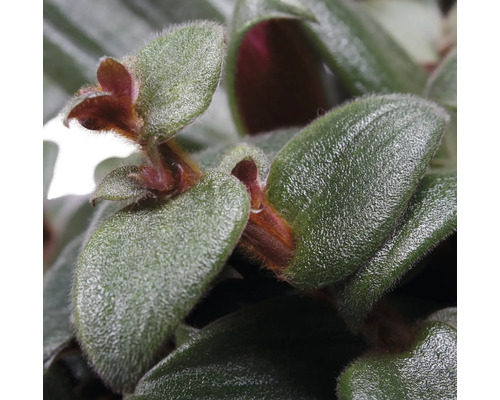 Gros plan d''un tradescantia, plante d''intérieur avec des feuilles vertes