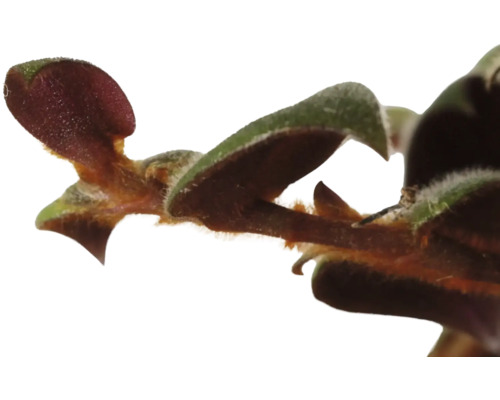 Gros plan d''une plante d''intérieur avec des feuilles et une tige