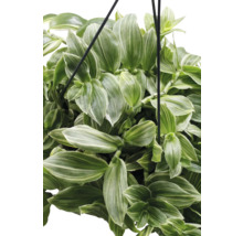 Plante suspendue avec des feuilles vertes