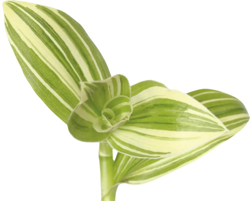 Plante d''intérieur à feuilles rayées