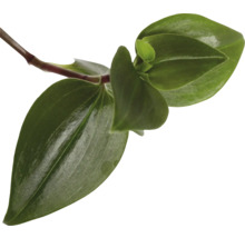 Nahaufnahme eines Tradescantia TriColour Ablegers