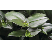 Nahaufnahme einer Tradescantia Pflanze mit grünen Blättern.