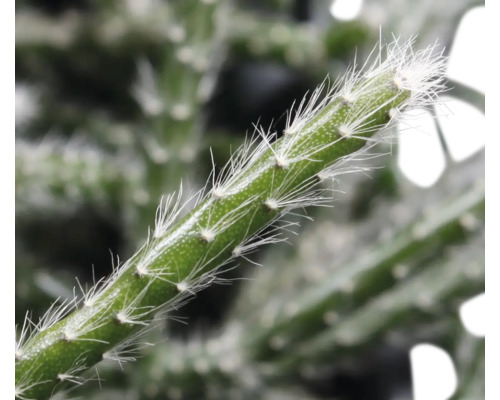 Gros plan d''un cactus vert avec des épines blanches