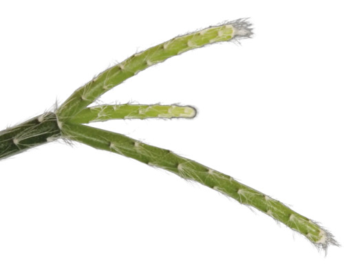 Gros plan d''un morceau de branche de Rhipsalis