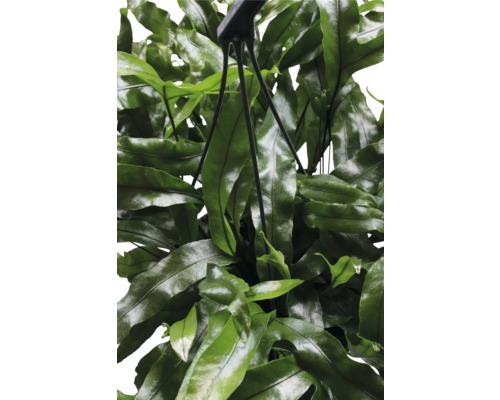 Plante suspendue avec des feuilles vertes