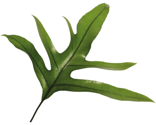 Feuille d''une plante