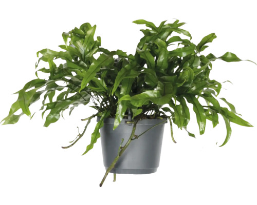 Fougère kangourou suspension FloraSelf Microsorum diversifolium suspension Ø 17 cm Fougère en pot avec feuillage vert dans un pot