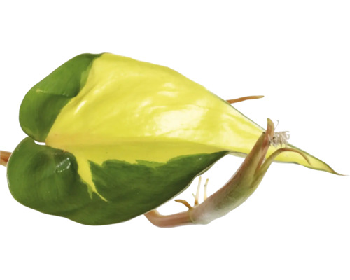 Feuille de scindapsus doré avec coloration jaune-vert