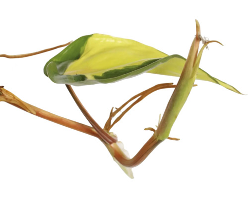 Plante avec des feuilles vert-jaune et des tiges marron