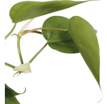 Philodendron grimpant suspension FloraSelf Philodendron scandens suspension Ø 17 cm