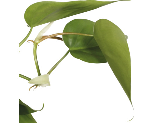 Philodendron à feuilles de cœur avec des feuilles vertes