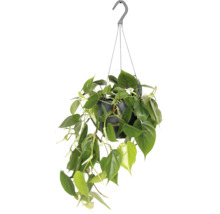 Philodendron grimpant suspension FloraSelf Philodendron scandens suspension Ø 17 cm