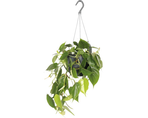 Kletternder Baumfreund Ampel FloraSelf Philodendron scandens Ø 17 cm Ampeltopf Hängepflanze mit grünen Blättern in einem Topf mit Aufhängevorrichtung