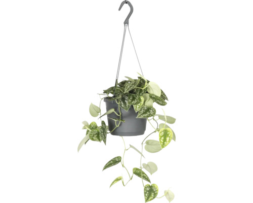 Pothos suspension FloraSelf Scindapsus pictus suspension Ø 17 cm