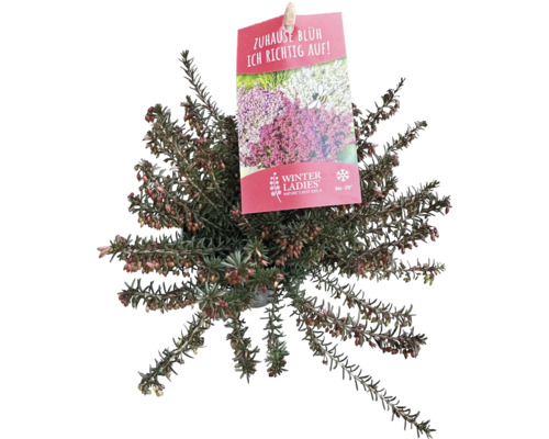 Bruyère carnée mélange FloraSelf Erica carnea 'Winterladies' pot Ø 9,5 cm sélection aléatoire de variétés