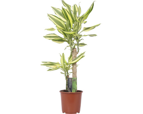 Drachenbaum FloraSelf Dracaena 'Yellow Coast' H 70-80 cm cm Ø 17 cm Topf