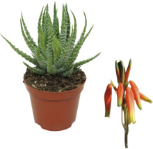 Plante d''aloe vera en pot avec fleur