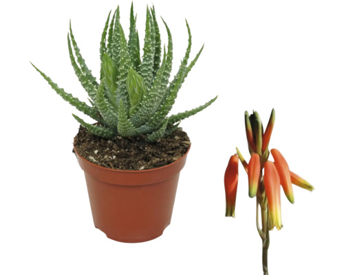 Plante d''aloe vera en pot avec fleur
