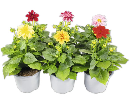 Dahlia nain FloraSelf Dahlia Royal Dahlietta pot Ø 13 cm sélection aléatoire de variétés Dahlias en pot avec des fleurs de différentes couleurs