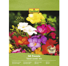Bulbe de freesia FloraSelf 'Sweet Sence Mix' 50 pièces