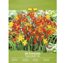 Bulbe de Montbrétia, Crocosmia FloraSelf 'Long Summer Mix' 50 pièces