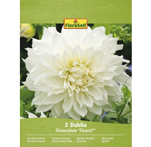 Paquet de deux dahlias Dinnerplate ''Fleurel''