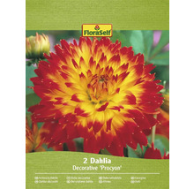 Verpackung mit zwei dekorativen Procyon Dahlien