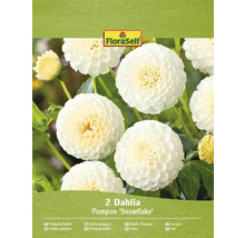 Paquet de deux bulbes de Dahlia pompon Snowflake FloraSelf