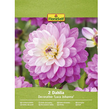 Paquet de deux dahlias décoratifs ''Luca Johanna''