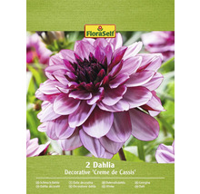 Packung mit zwei Decorative Creme de Cassis Dahlien