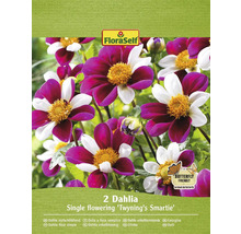 Packung mit zwei einfachblühenden Dahlien der Sorte Twyning''s Smartie