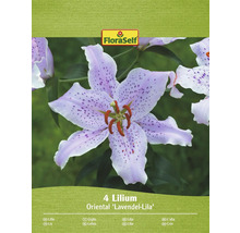 Emballage de quatre lis de la variété Oriental Lavendel-Lila