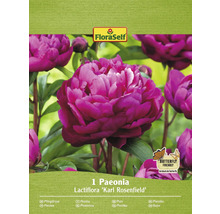 Paeonia Lactiflora Karl Rosenfield Packung