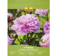 Paeonia Lactiflora Sarah Bernhardt Pflanze