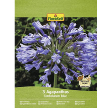 Verpackung mit drei Agapanthus Umbelatum blue Blumenzwiebeln