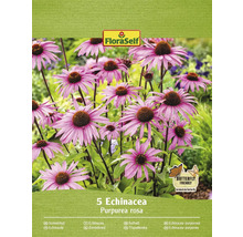 Verpackung mit 5 FloraSelf Echinacea Purpurea rosa Pflanzen