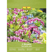 Packung mit zwei Dicentra Spectabilis pink, auch bekannt als Tränendes Herz, mit Schmetterlingsfreundlich Siegel und FloraSelf Logo