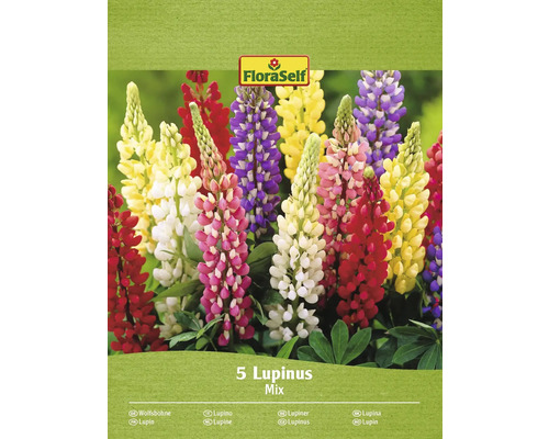 Stauden-Rhizom Lupine FloraSelf ' Bunte Mischung' 5 Stück