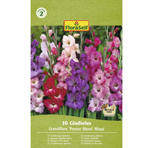 FloraSelf Paquet de 10 glaïeuls Grandiflora ''Purpur Blend'' mélangés
