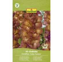 Emballage de glaïeuls à grandes fleurs, variété Indian Summer