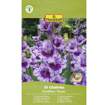 Packung grossblumige Gladiolen, Sorte Passos