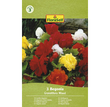 Paquet de bégonias doubles Grandiflora Mixed