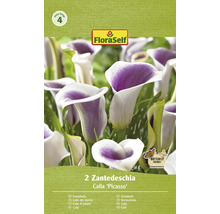 Paquet de 2 bulbes de Zantedeschia Calla ''Picasso''