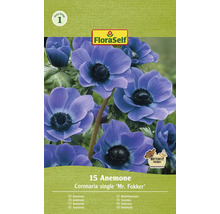 FloraSelf Anemone Coronaria simple ''Mr. Fokker'', paquet de 15 pièces